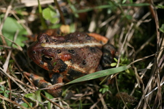 Anaxyrus americanus copei