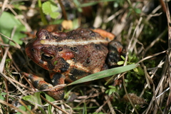 Anaxyrus americanus copei
