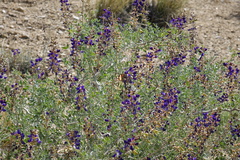 Psorothamnus arborescens minutifolius