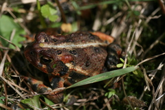 Anaxyrus americanus copei