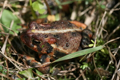 Anaxyrus americanus copei