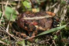 Anaxyrus americanus copei