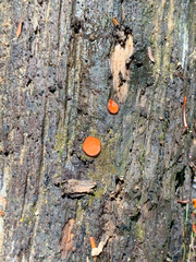 Scutellinia olivascens