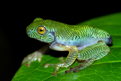 Rhacophorus pseudomalabaricus