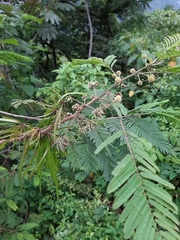 Leucaena collinsii