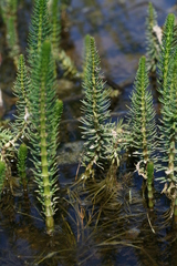 Hippuris lanceolata