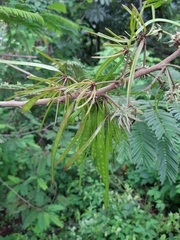 Leucaena collinsii