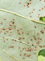 Neuroterus saltarius