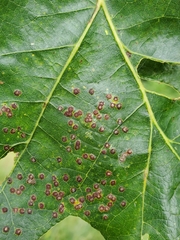 Neuroterus saltarius