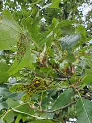Neuroterus saltarius