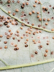 Neuroterus saltarius