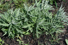 Artemisia tilesii