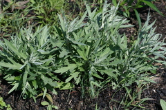 Artemisia tilesii