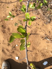 Flacourtia indica
