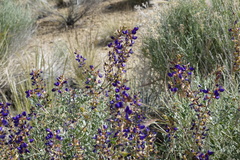 Psorothamnus arborescens minutifolius