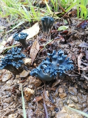 Phaeoclavulina cyanocephala