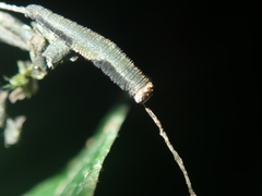 Charaxinae