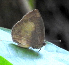 Arhopala perimuta