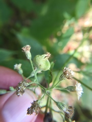 Schizomyia eupatoriflorae