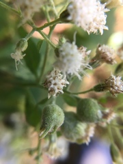 Schizomyia eupatoriflorae