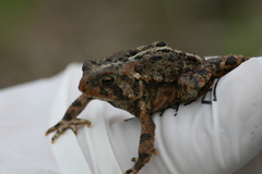 Anaxyrus americanus copei