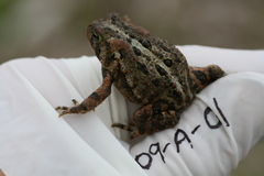 Anaxyrus americanus copei