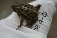 Anaxyrus americanus copei