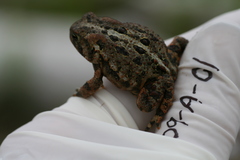 Anaxyrus americanus copei