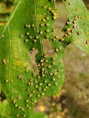 Neuroterus saltarius