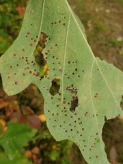 Neuroterus saltarius