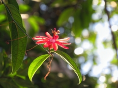 Passiflora glandulosa