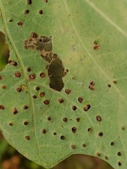 Neuroterus saltarius