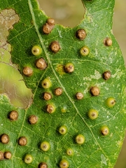 Neuroterus saltarius