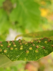 Neuroterus saltarius