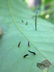 Caryomyia subulata