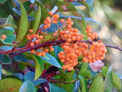 Dilleniaceae