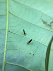 Caryomyia subulata