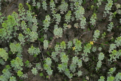 Hippuris tetraphylla