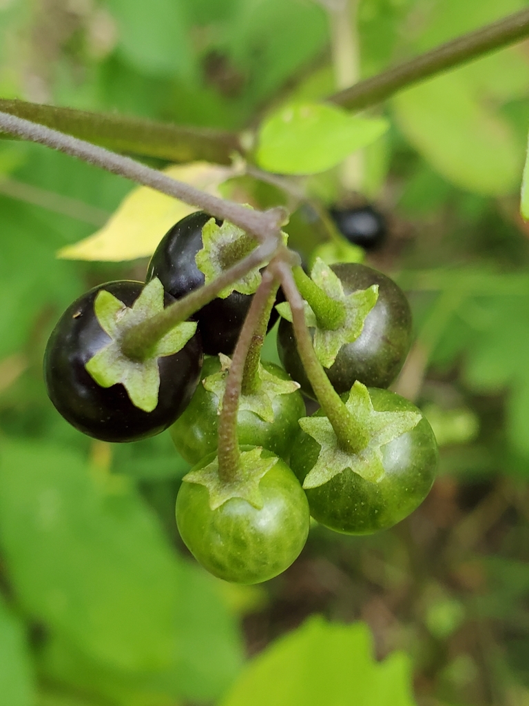 eastern black nightshade in September 2020 by Chantel. I was suspicious ...