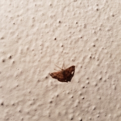 Emmiltis pygmaearia