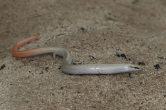 Scelotes montispectus