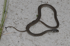 Psammophis leightoni