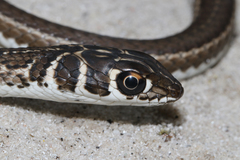 Psammophis leightoni