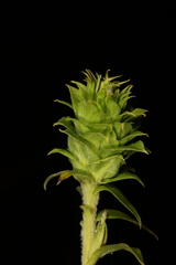 Rhopalomyia strobiligemma