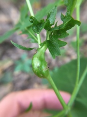 Asphondylia eupatorii