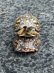 Terrapene carolina carolina