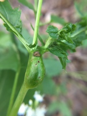 Asphondylia eupatorii