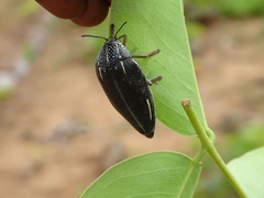 Sternocera interrupta interrupta