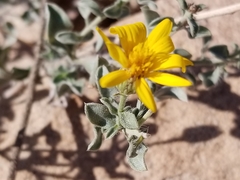 Heterotheca polothrix