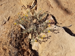 Heterotheca polothrix